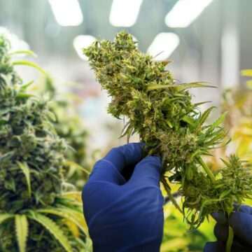 img-114 Germania legalizează posesia de canabis pentru uz personal