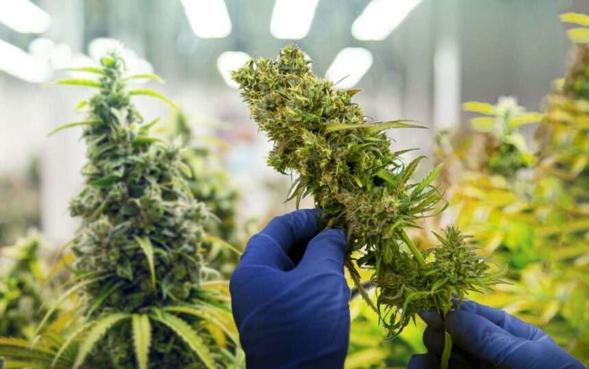 img-114 Germania legalizează posesia de canabis pentru uz personal