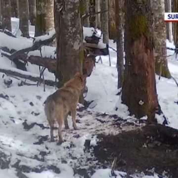 img-204 Lupii din Parcul Natural Apuseni