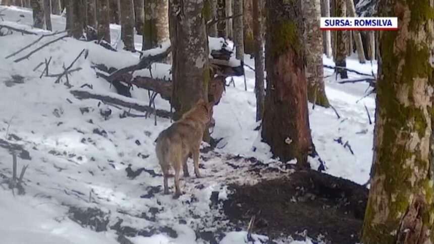 img-204 Lupii din Parcul Natural Apuseni