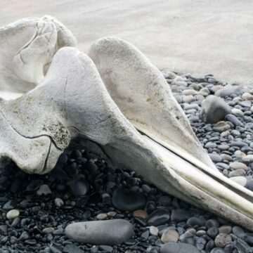 img-224 Descoperirea unui craniu gigantic pe o plajă din California