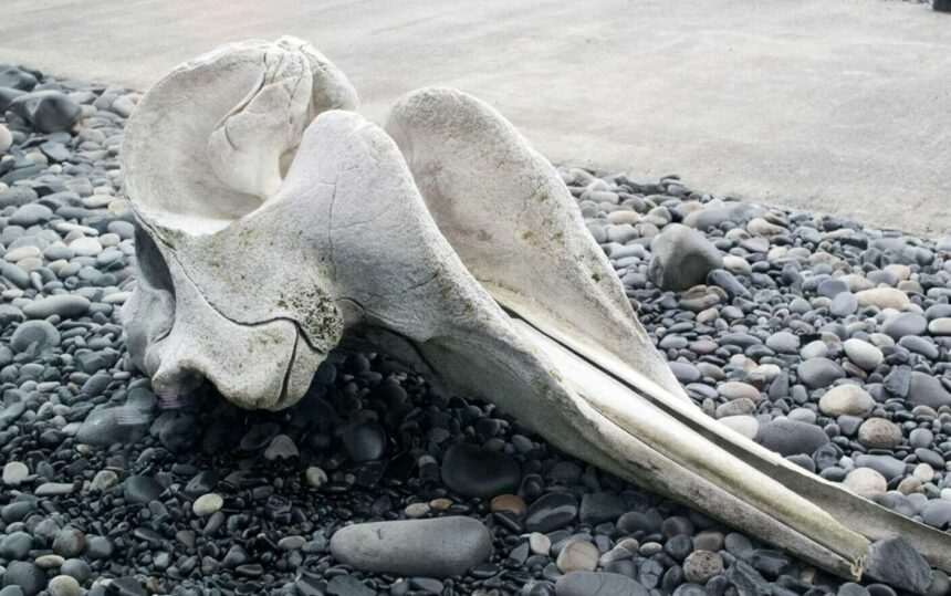 img-224 Descoperirea unui craniu gigantic pe o plajă din California