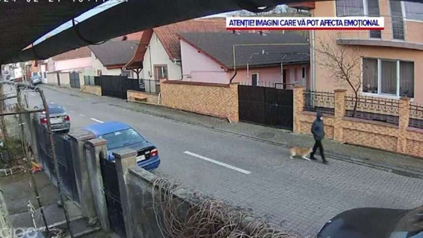 Femeie atacată de un câine în Alba Iulia
