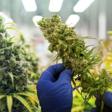 img-289 Cultură de canabis depistată în județul Buzău: Doi inculpați arestați preventiv