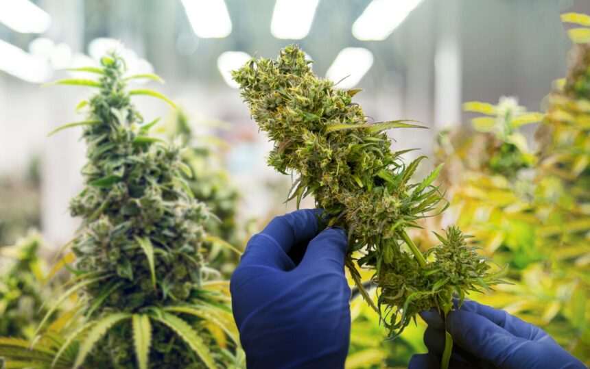 img-289 Cultură de canabis depistată în județul Buzău: Doi inculpați arestați preventiv