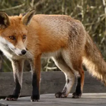 Focar de rabie la vulpe in Satu Mare