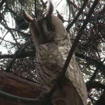 img-37 Scăderea numărului de bufnițe în România din cauza urbanizării excesive