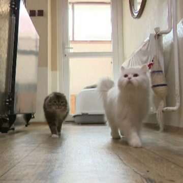 Cuplul din Slovacia care salvează pisicile de pe străzi