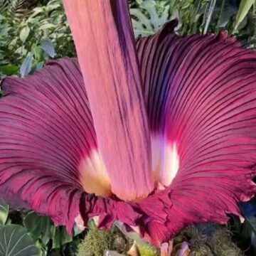 img-387 Floarea cadavru – cea mai urât-mirositoare floare din lume