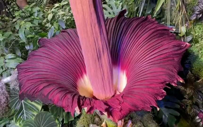 img-387 Floarea cadavru – cea mai urât-mirositoare floare din lume