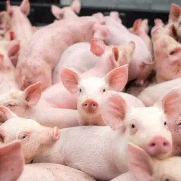 img-72 MADR aprobă un ajutor de stat de peste 390 de milioane de lei pentru crescătorii de animale