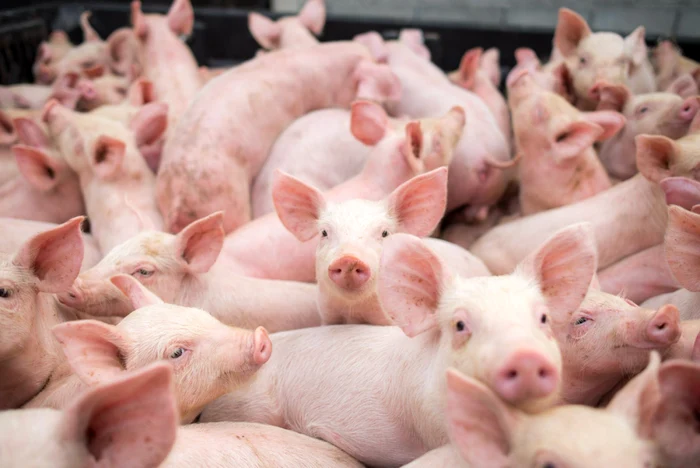 img-72 MADR aprobă un ajutor de stat de peste 390 de milioane de lei pentru crescătorii de animale