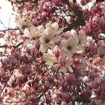 img-1032 Magnoliile din Capitală atrag privirile trecătorilor. Harta pentru cei care vor să le admire