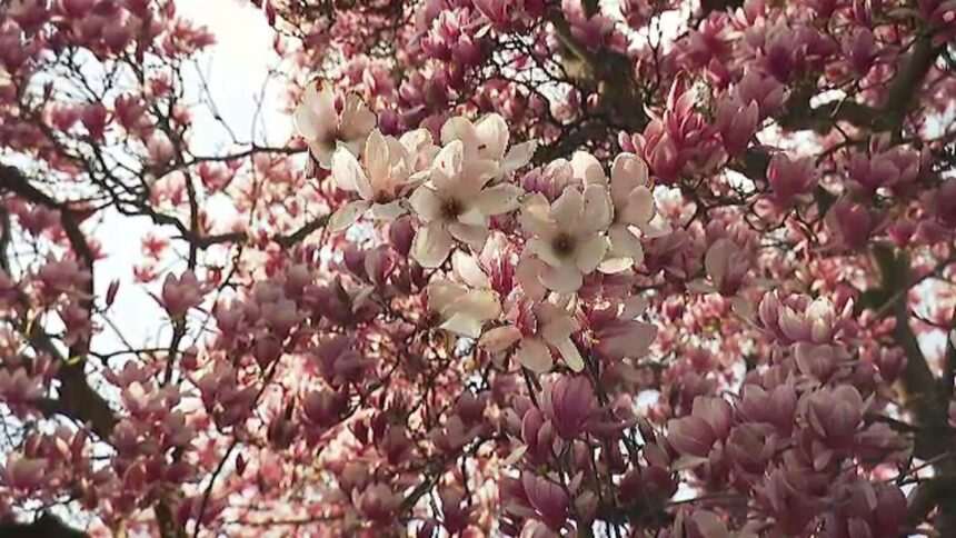 img-1032 Magnoliile din Capitală atrag privirile trecătorilor. Harta pentru cei care vor să le admire