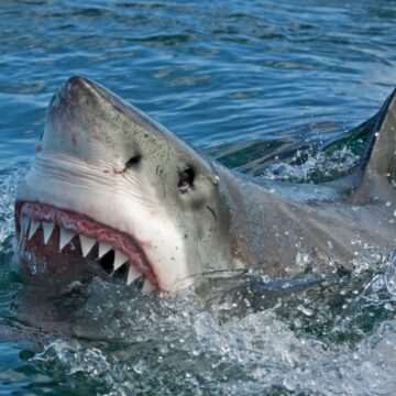 img-105 Balena ucigașă – vânătoarea extraordinară a rechinilor albi