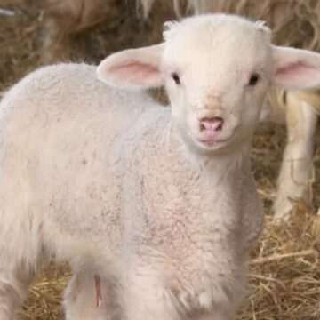 img-1088 Scumpiri anunțate de fermierii români pentru carnea de miel de Paște