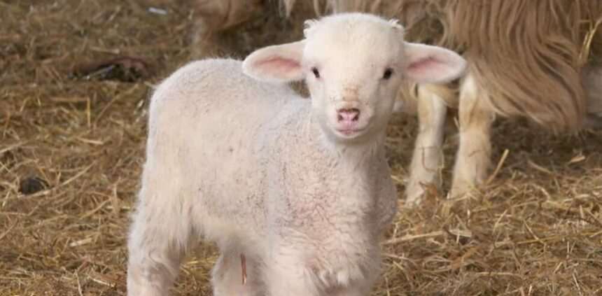 img-1088 Scumpiri anunțate de fermierii români pentru carnea de miel de Paște