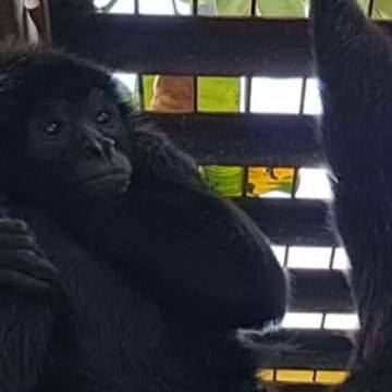 Maimuța păianjen, noua vedetă a grădinii zoologice din Târgu Mureș