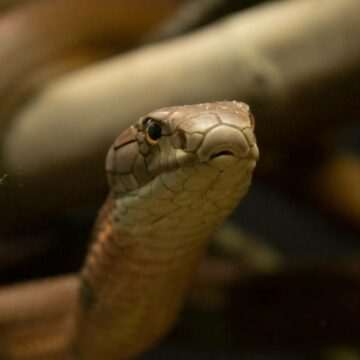 img-1196 Un bărbat a fost mușcat de un șarpe veninos și a murit la spital