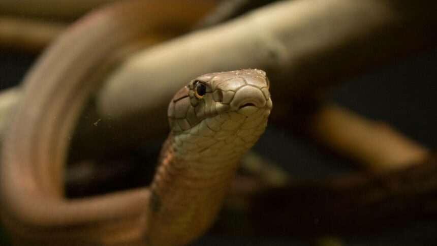 img-1196 Un bărbat a fost mușcat de un șarpe veninos și a murit la spital