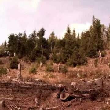 img-1242 Modificările aduse de Guvern Codului Silvic