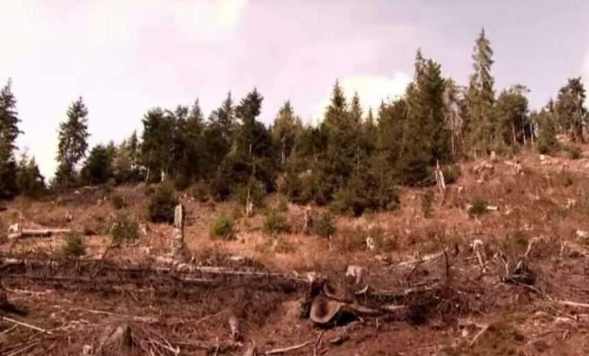 img-1242 Modificările aduse de Guvern Codului Silvic