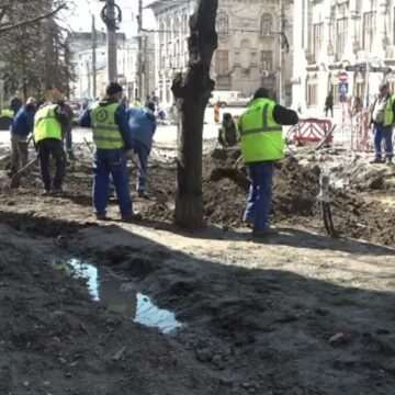 img-1264 Impactul distrugerii rădăcinilor copacilor din centrul Galațiului