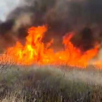 Incendiu de vegetație în Delta Neajlovului. Pompierii au intervenit aproape 12 ore