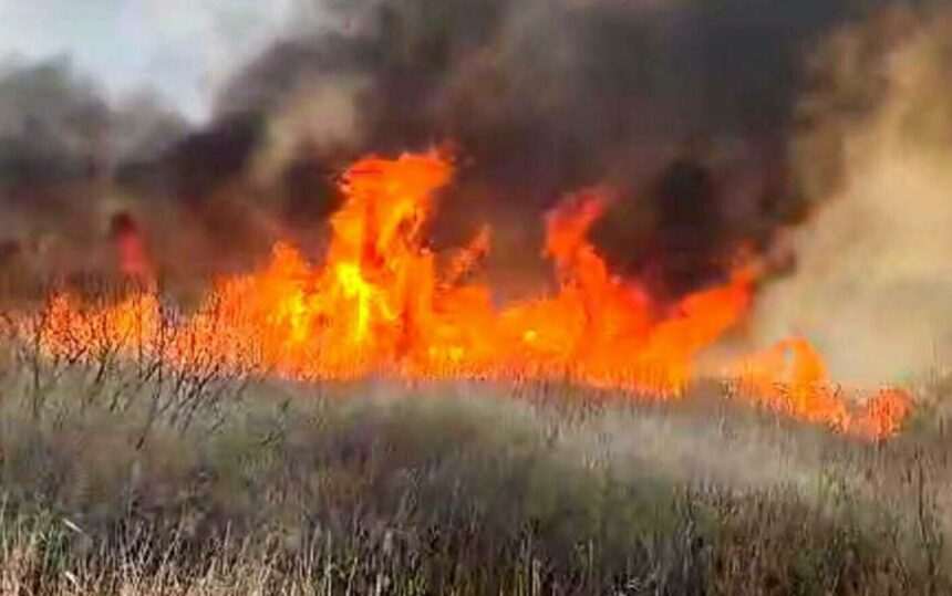 Incendiu de vegetație în Delta Neajlovului. Pompierii au intervenit aproape 12 ore