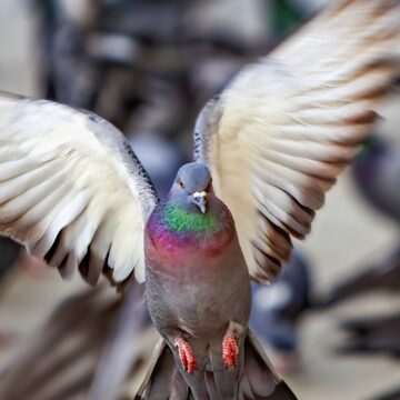 Barcelona utilizează vulturi și șoimi în lupta împotriva porumbeilor urbani