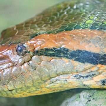 Tragedia Ana Julie – Cel mai mare șarpe din lume ucis în Brazilia