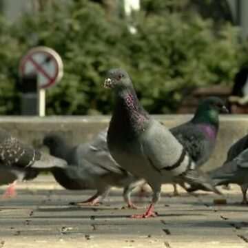 img-1509 Problemele generate de hrănirea porumbeilor și riscul bolilor transmisibile la oameni