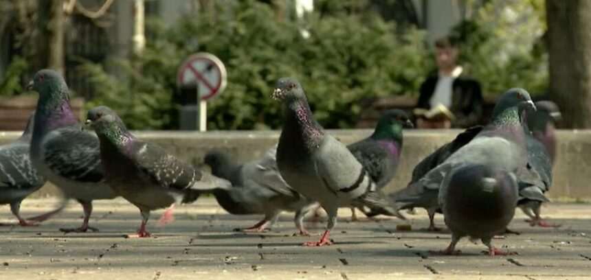 img-1509 Problemele generate de hrănirea porumbeilor și riscul bolilor transmisibile la oameni
