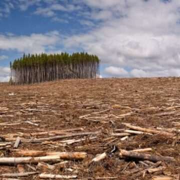 img-1556 Impactul negativ al noului Cod Silvic asupra pădurilor din România