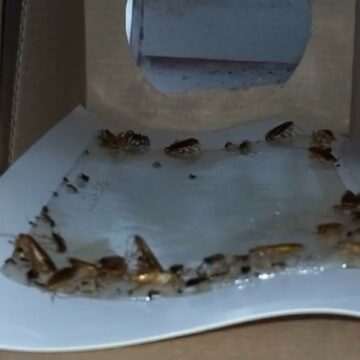 img-1558 Scandal într-un liceu din Timișoara: Șoareci și gândaci morți găsiți în cantină