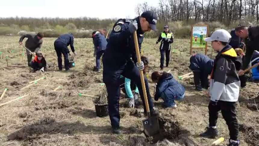 img-1566 Luna sădirii pomilor la rezervația de stejari Bavna din Maramureș