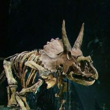 img-1572 Descoperirea unui mormânt misterios cu cinci dinozauri uriași