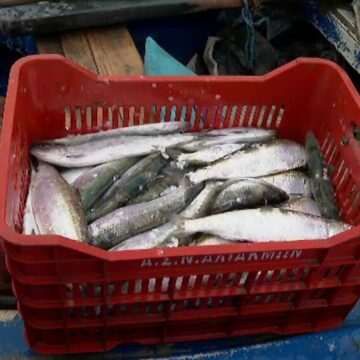 img-162 Belșugul scrumbiei aduce bucurie pescarilor din Constanța