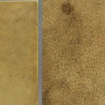 img-1650 Scandalul cărții din piele umană de la Harvard