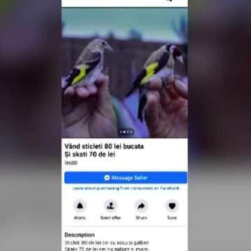 Braconaj cu păsări sălbatice – Un pericol pentru biodiversitate