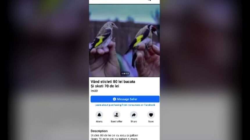 img-1723 Braconaj cu păsări sălbatice – Un pericol pentru biodiversitate