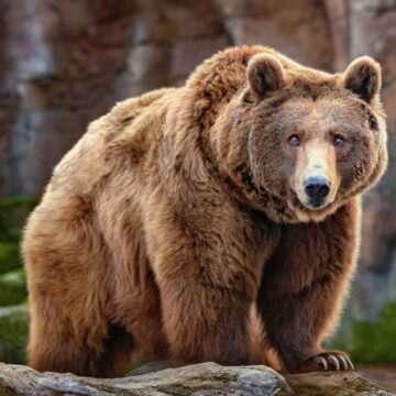 img-1760 Metoda eficientă prin care stațiunea Tușnad ține urșii la distanță