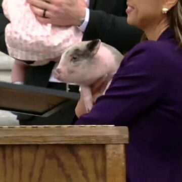 img-20 Povestea purcelușului adoptat de un oficial de rang înalt