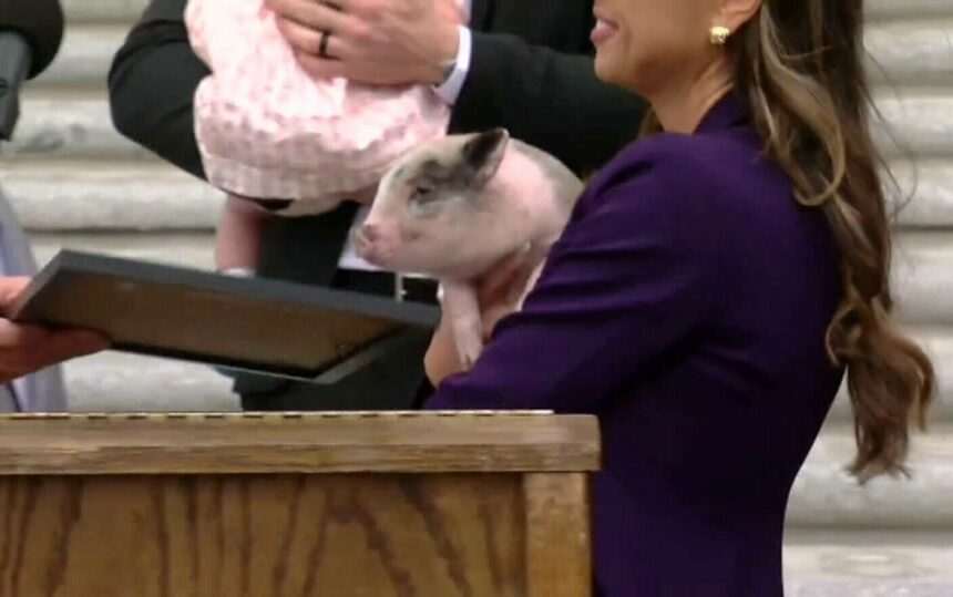 img-20 Povestea purcelușului adoptat de un oficial de rang înalt