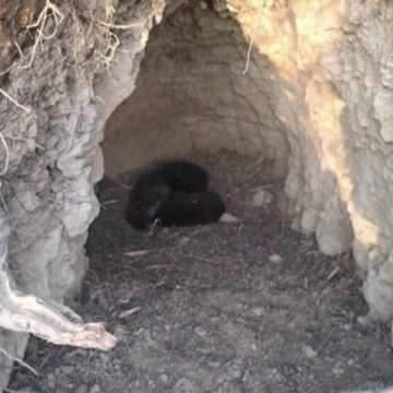 Descoperirea neașteptată a unor tineri în timp ce culegeau ghiocei într-o localitate din Mureș