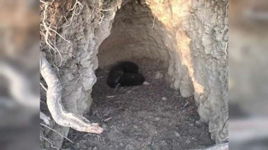 img-246 Descoperirea neașteptată a unor tineri în timp ce culegeau ghiocei într-o localitate din Mureș