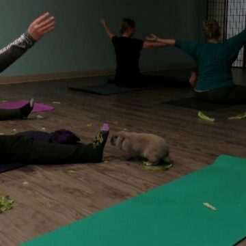 img-247 Yoga cu iepurași – O combinație perfectă de relaxare și ajutor pentru animale