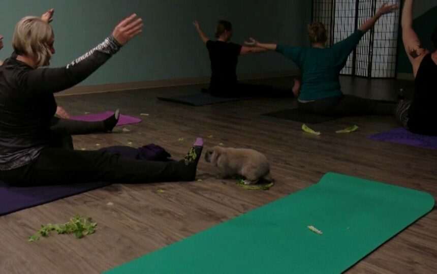 img-247 Yoga cu iepurași – O combinație perfectă de relaxare și ajutor pentru animale