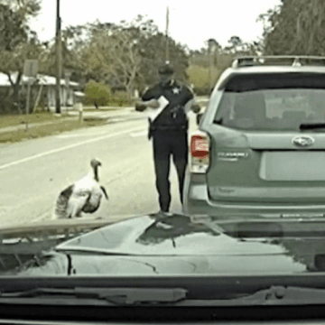 img-25 Pățania unui polițist din Florida. Agentul a fost atacat de un curcan nervos | Video