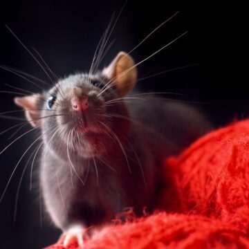 Malware-ul WogRAT abuzează serviciul online de notițe pentru a stoca malware